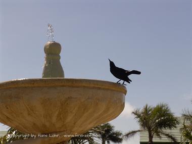 Das Hotel Melia Cayo Coco,_DSC02110_B720
